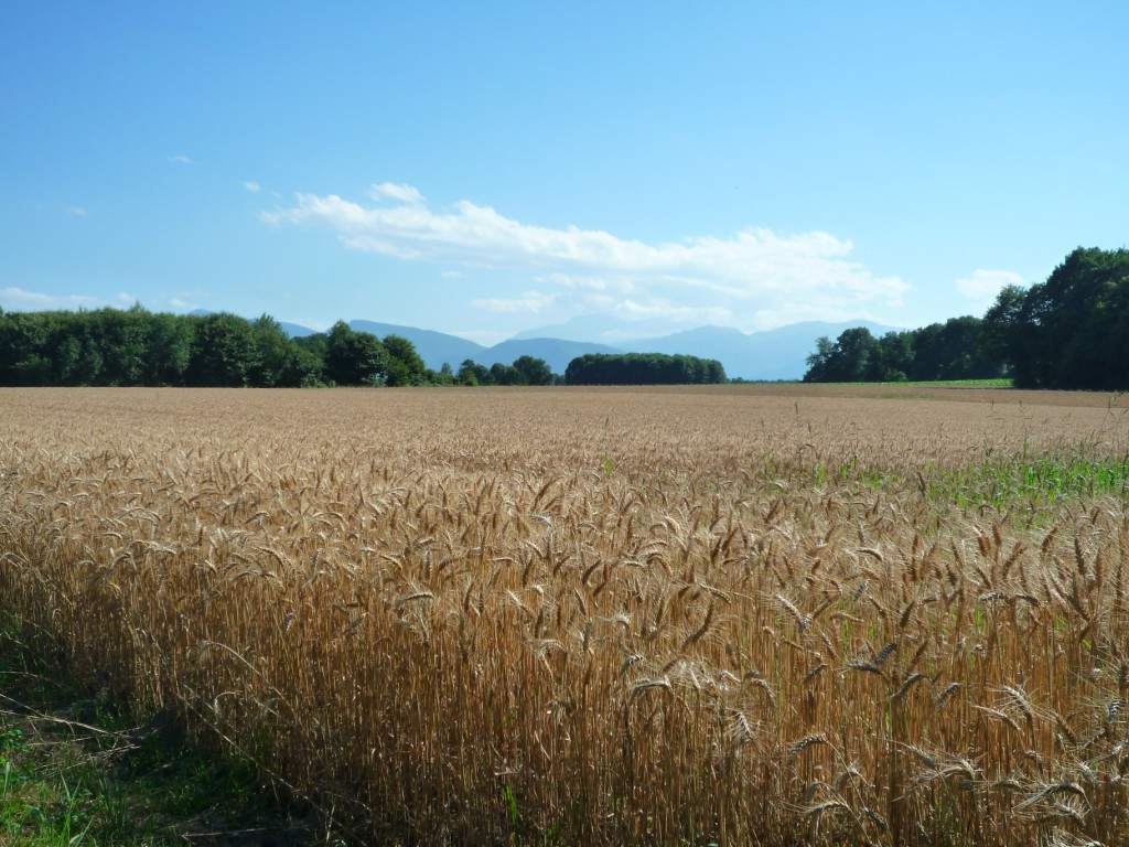 Wheat and Pyrenees in the distance