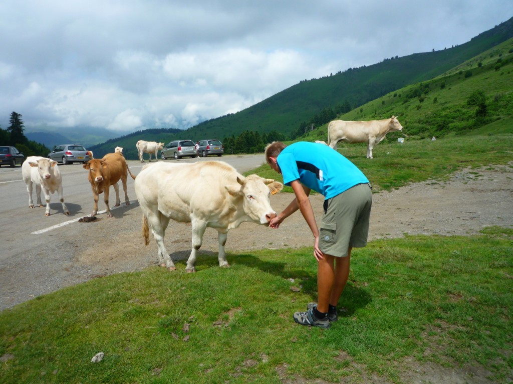 Licking the cows at Col d’Aspin