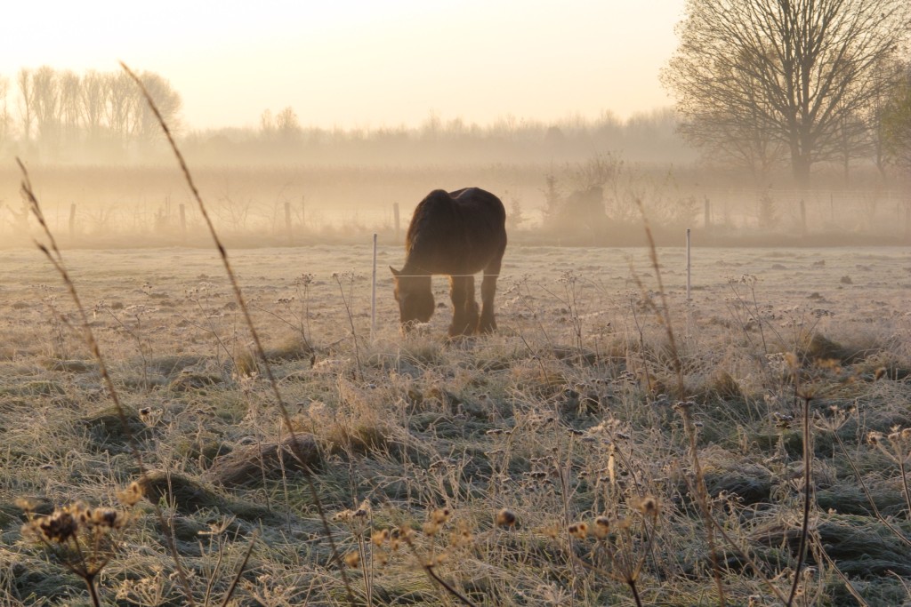 Horse in the frost