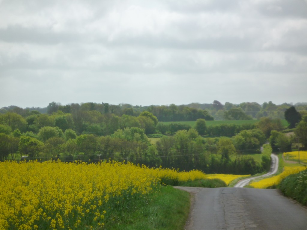 Canola