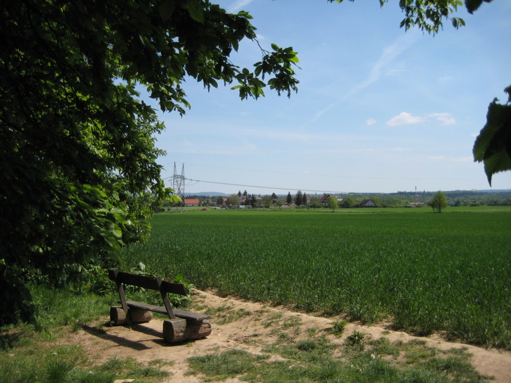 Wheat field growing next to forest