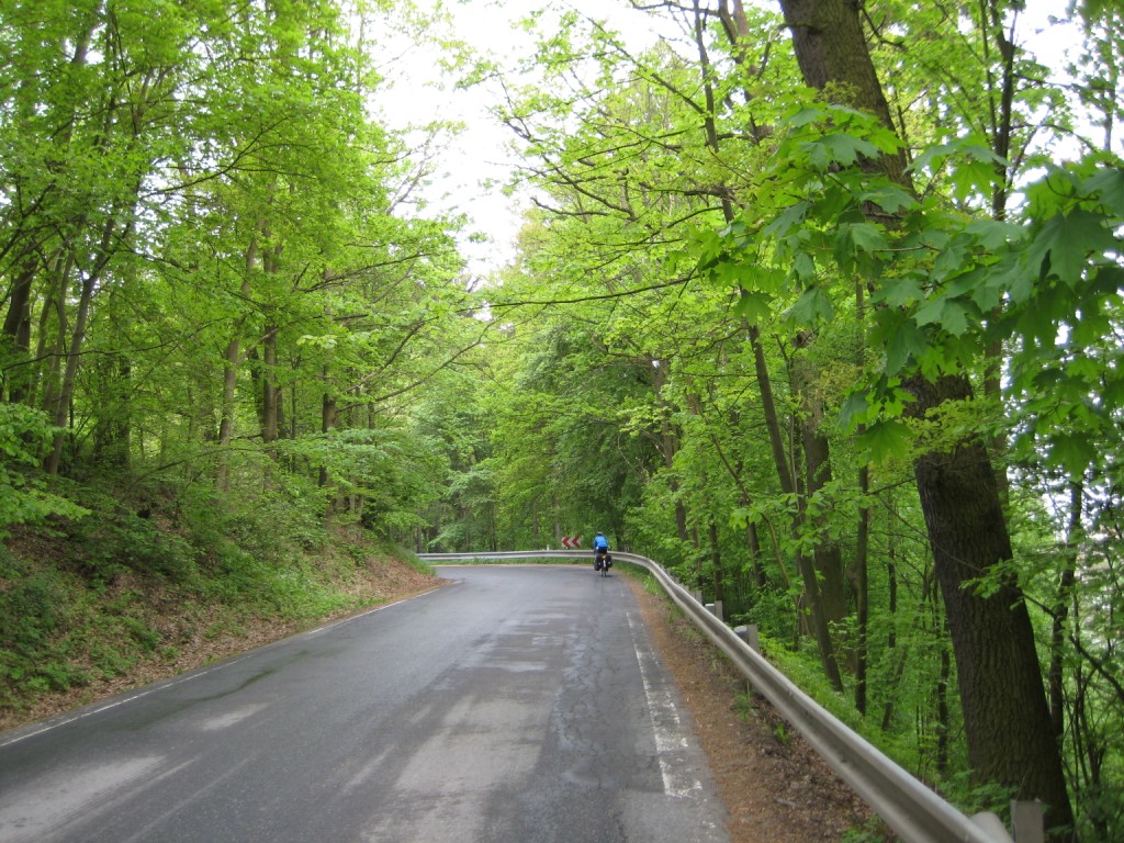 Going up the hill in the forest