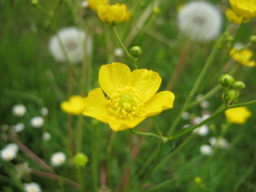 Small yellow flower