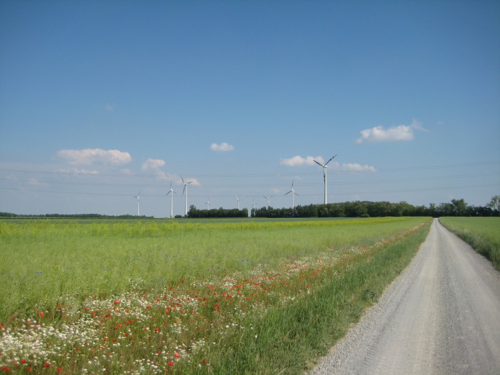 Flowers and windfarm