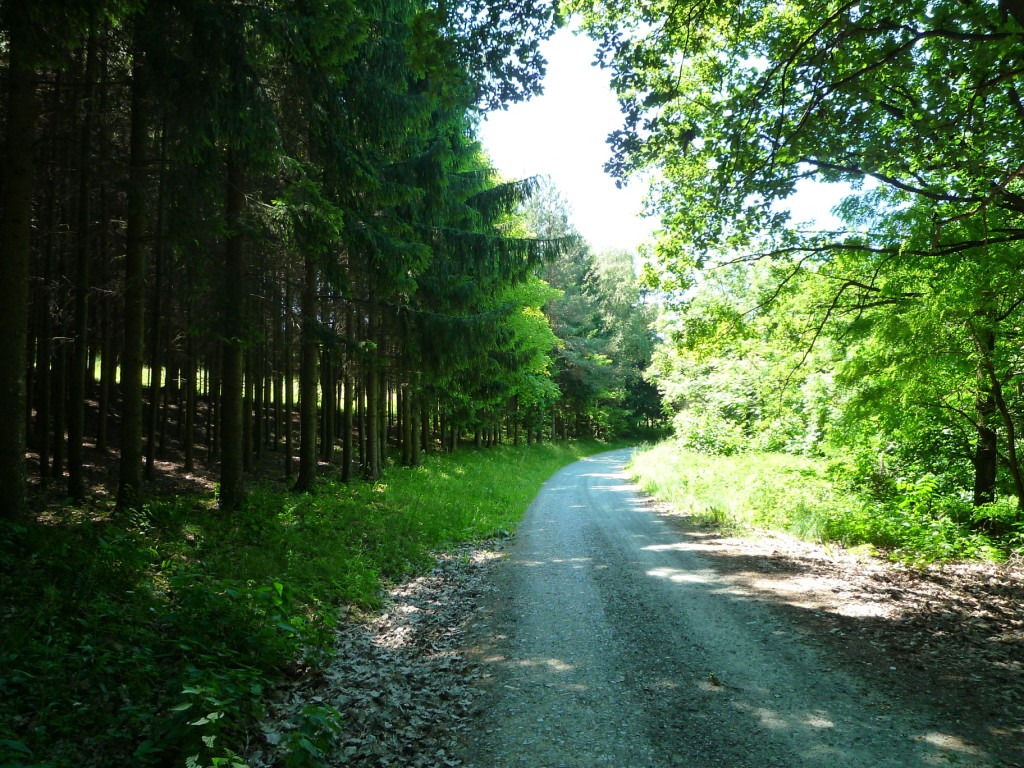 Forest path