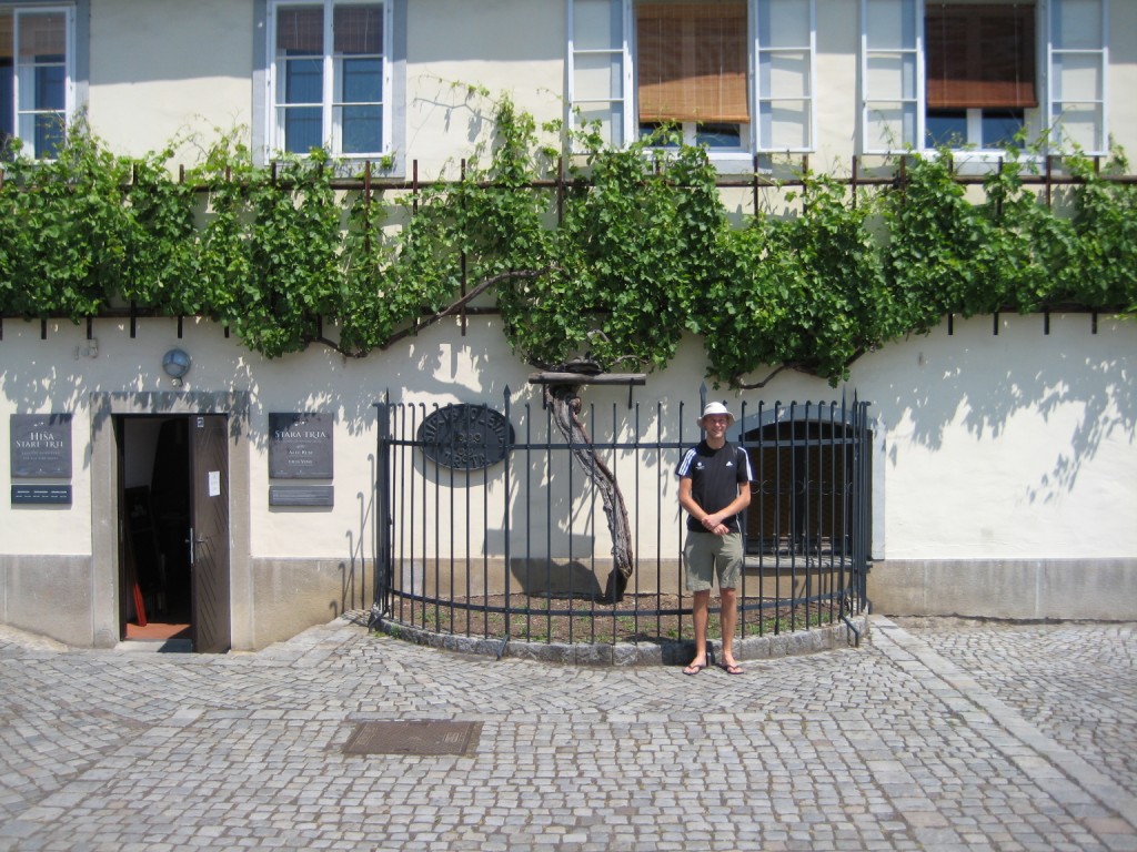 Oldest living grape vine in the world!