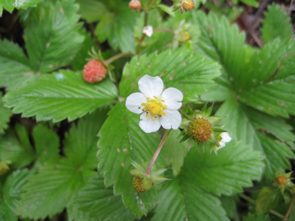 Wild strawberry flower