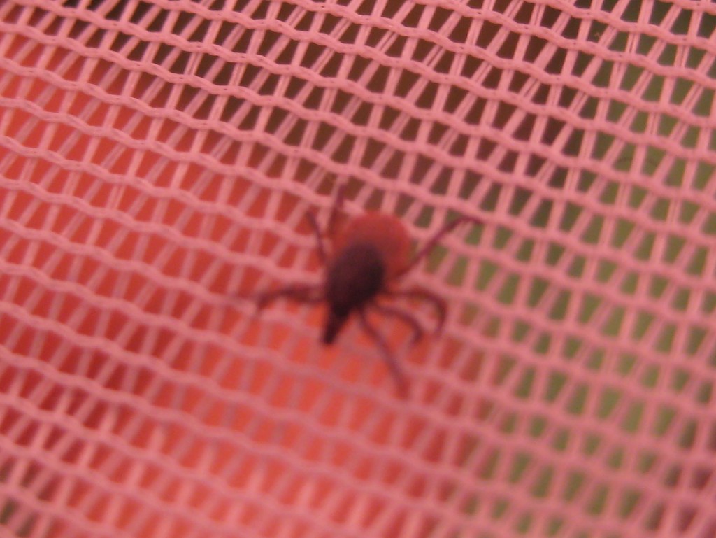 Ticks in our tent!
