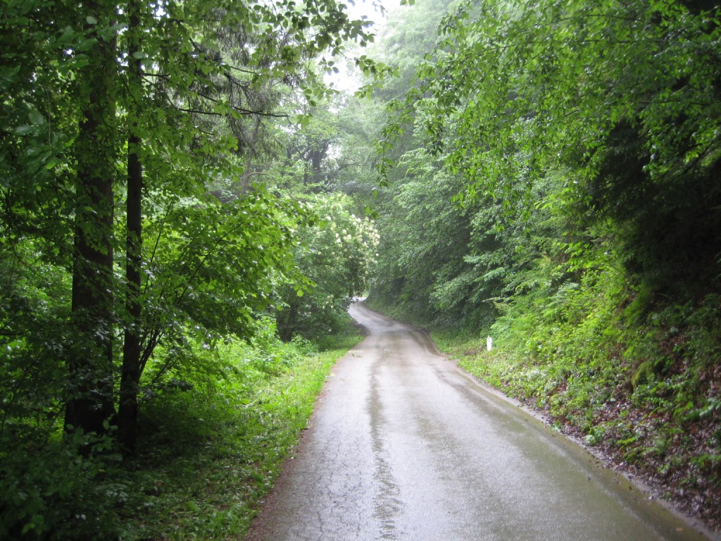 Wet road in forest