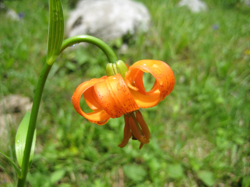 Orange flower in Juliana Botanic Garden