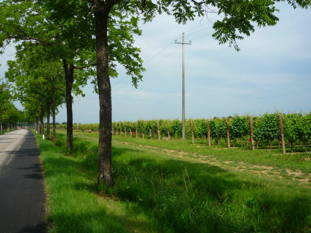 Vineyards