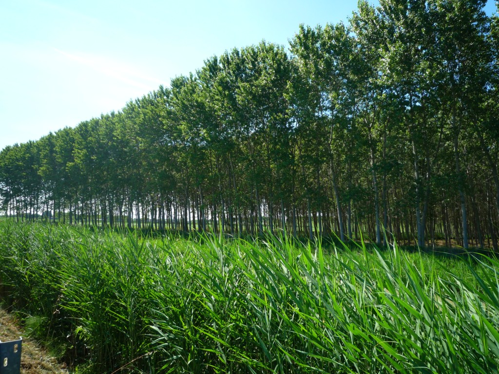 Corn and tree plantation