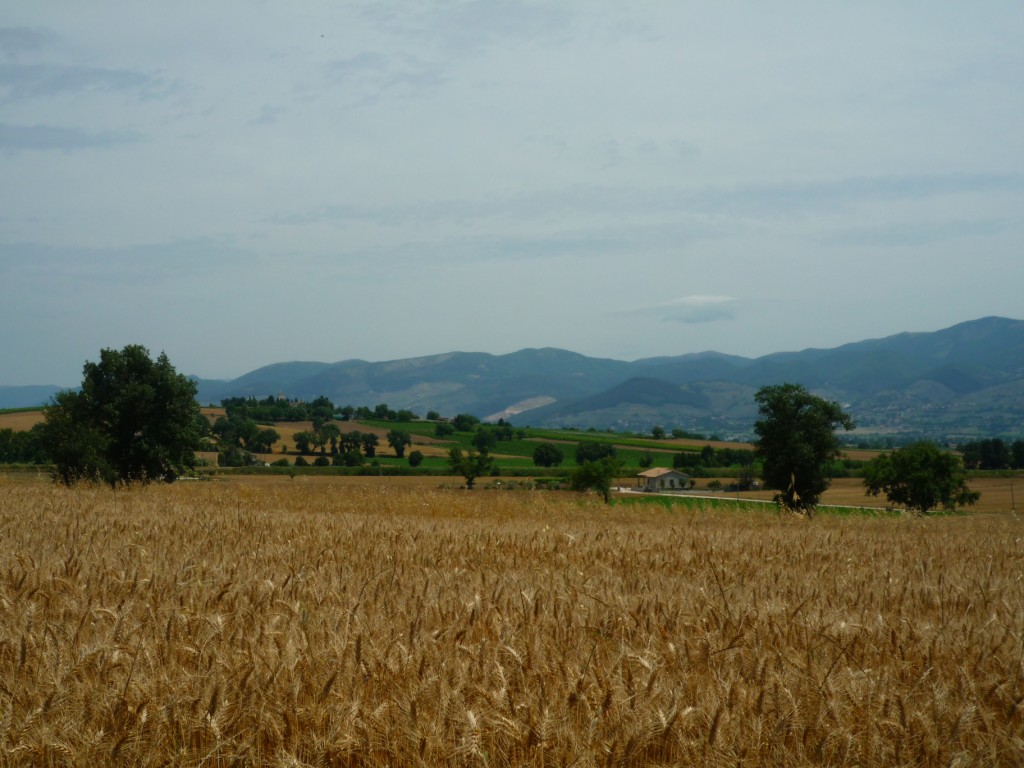 Wheat and hills