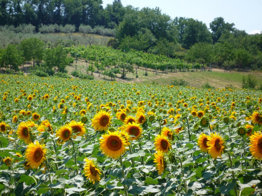 Sunflowers