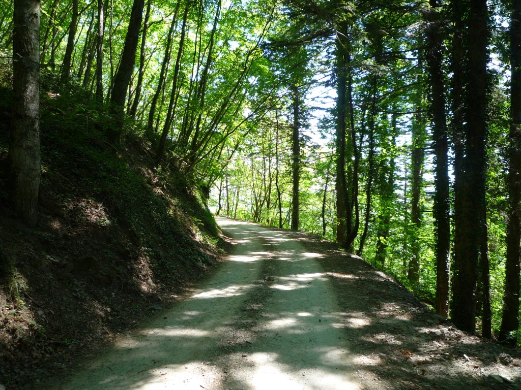 Gravel track in forest