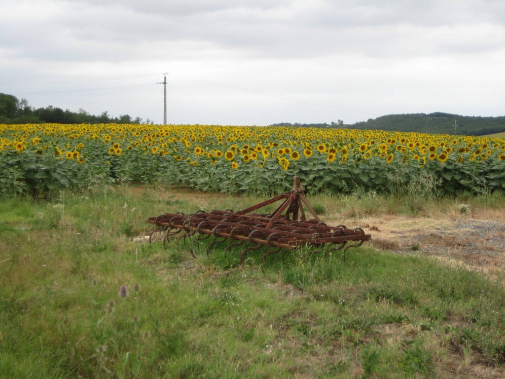 Sunflowers, rusty plough