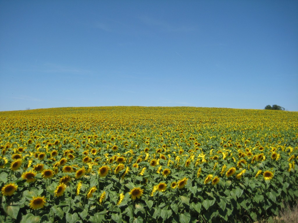 Sunflowers