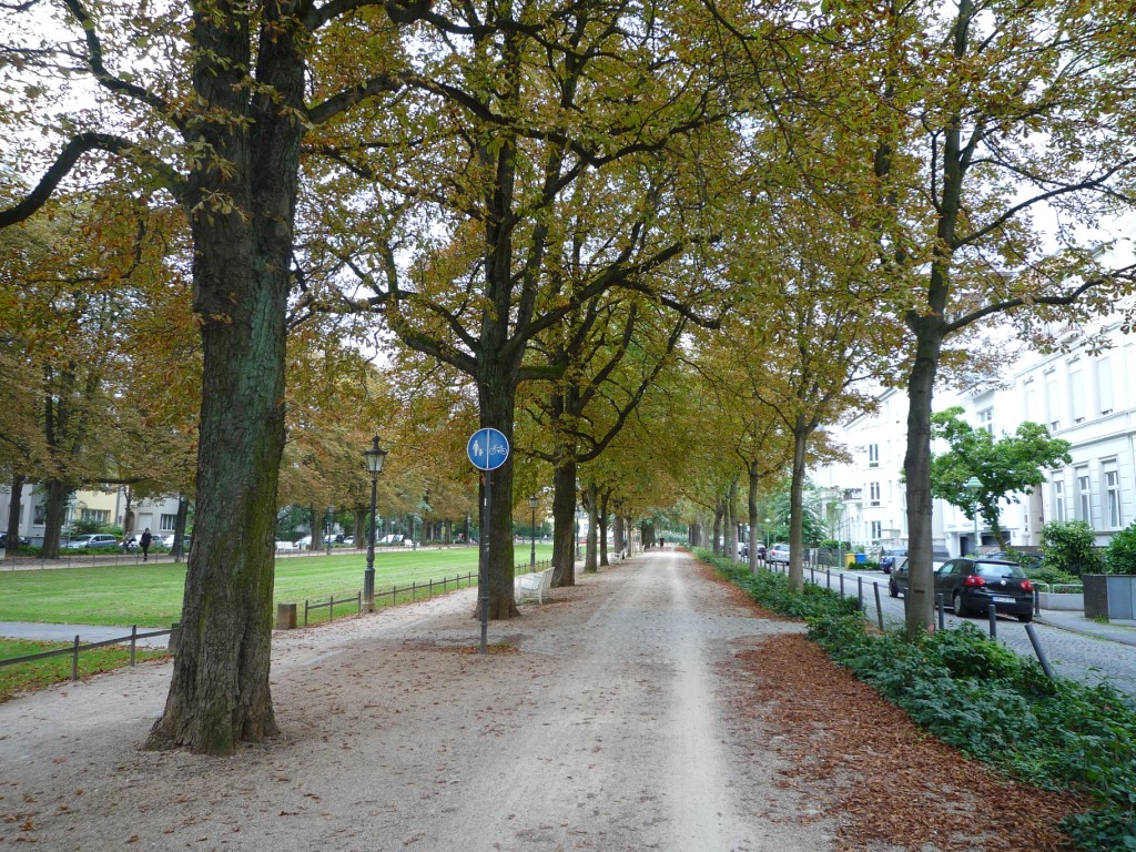 Tree-lined avenue in Bonn
