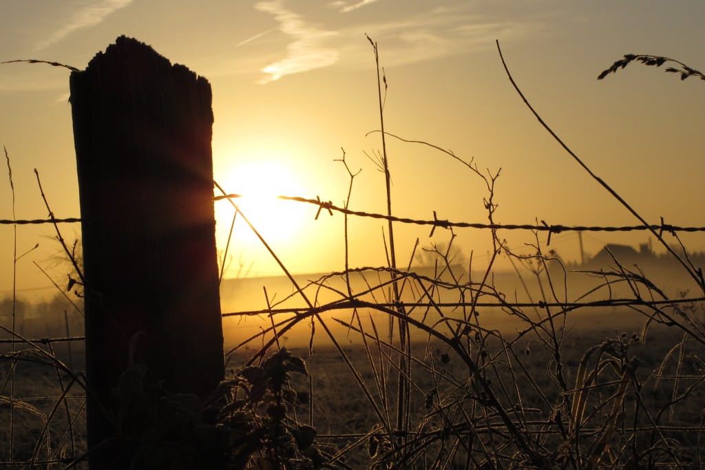 Barbed wire in the sunrise