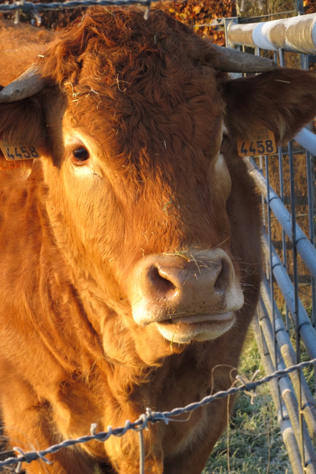 A very patient cow