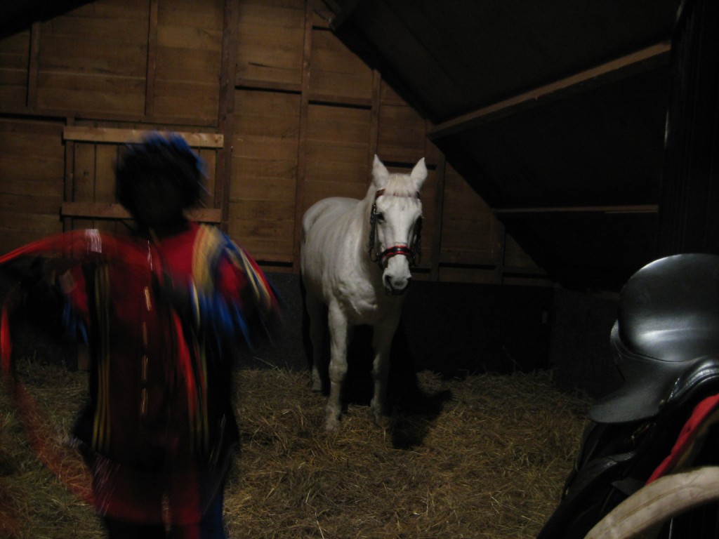 Horse in Grote Markt