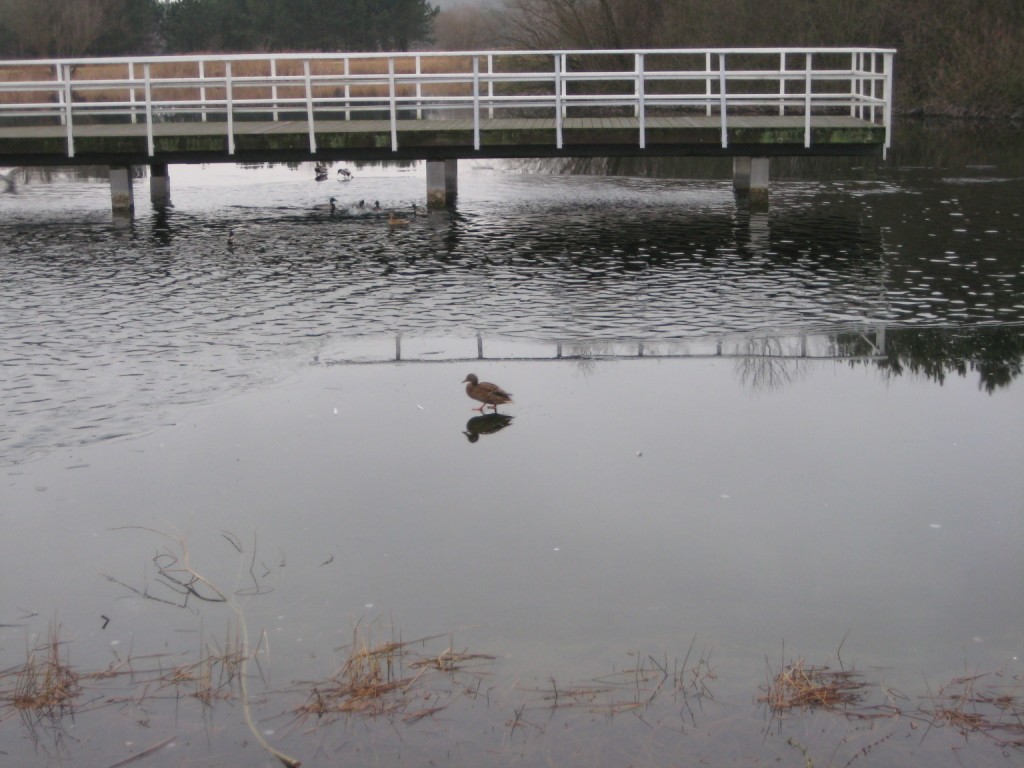 Duck on ice