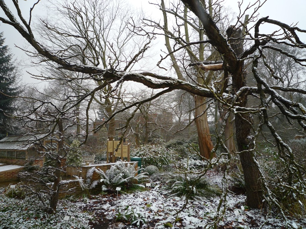 Botanical gardens in the snow