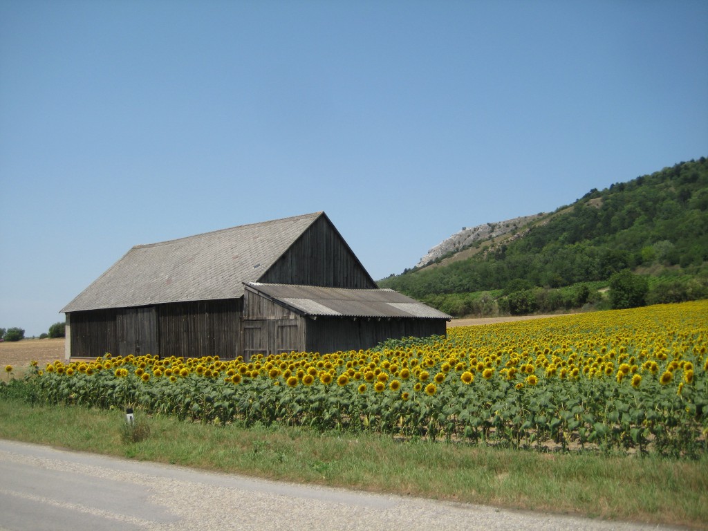 Sunflowers in Austria