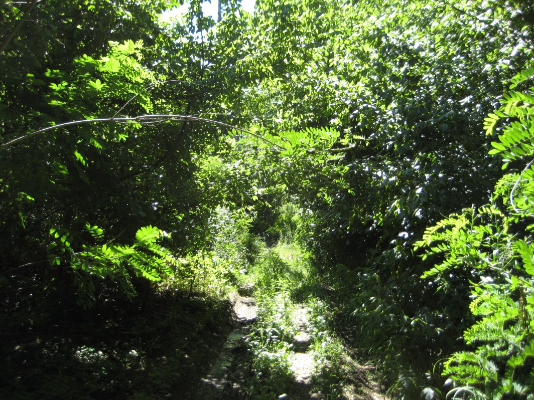 Overgrown track to ride through