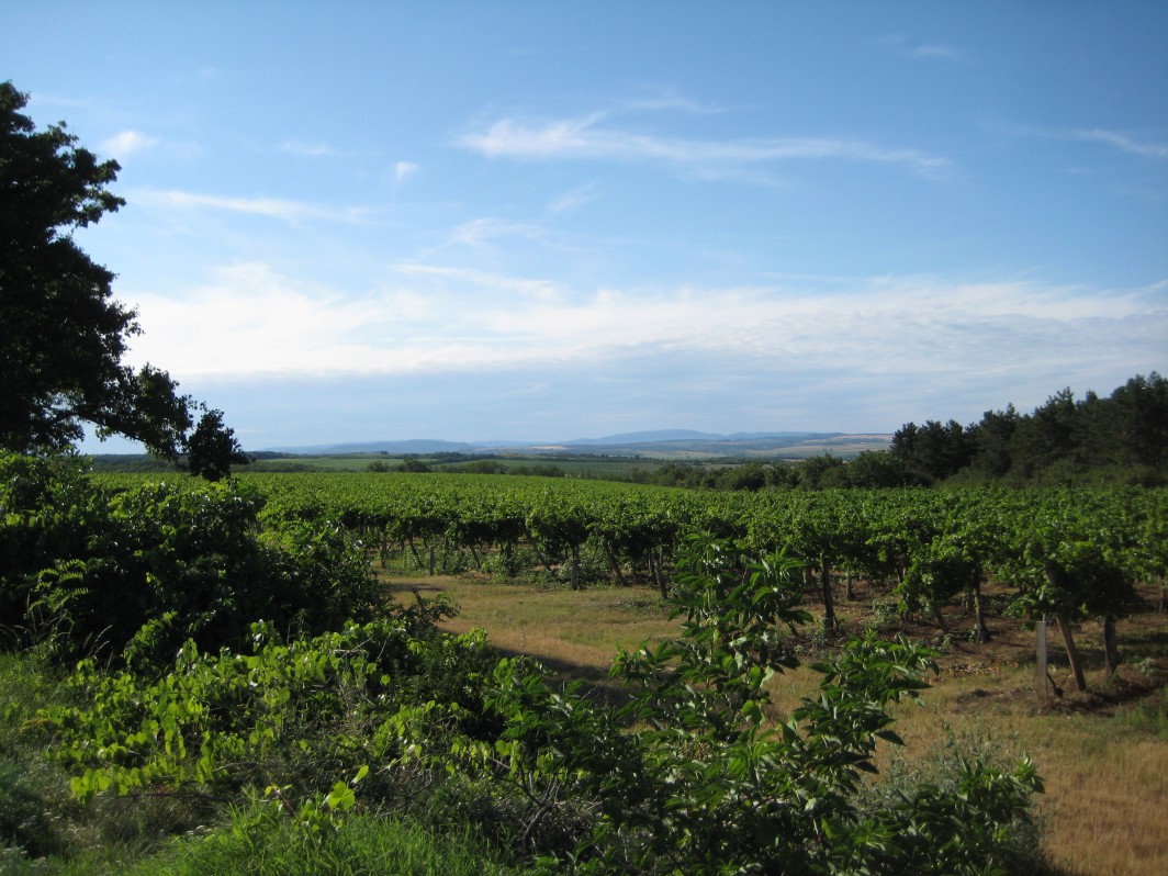 Lovely Hungarian wine region