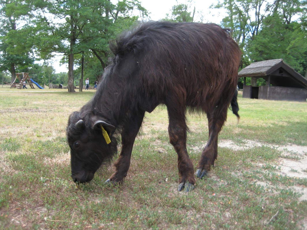 Buffalo calf