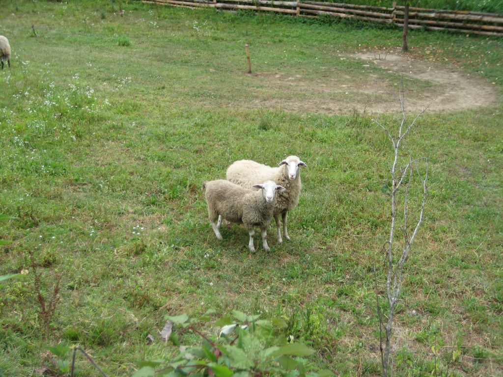 Sheep chasing Rodney