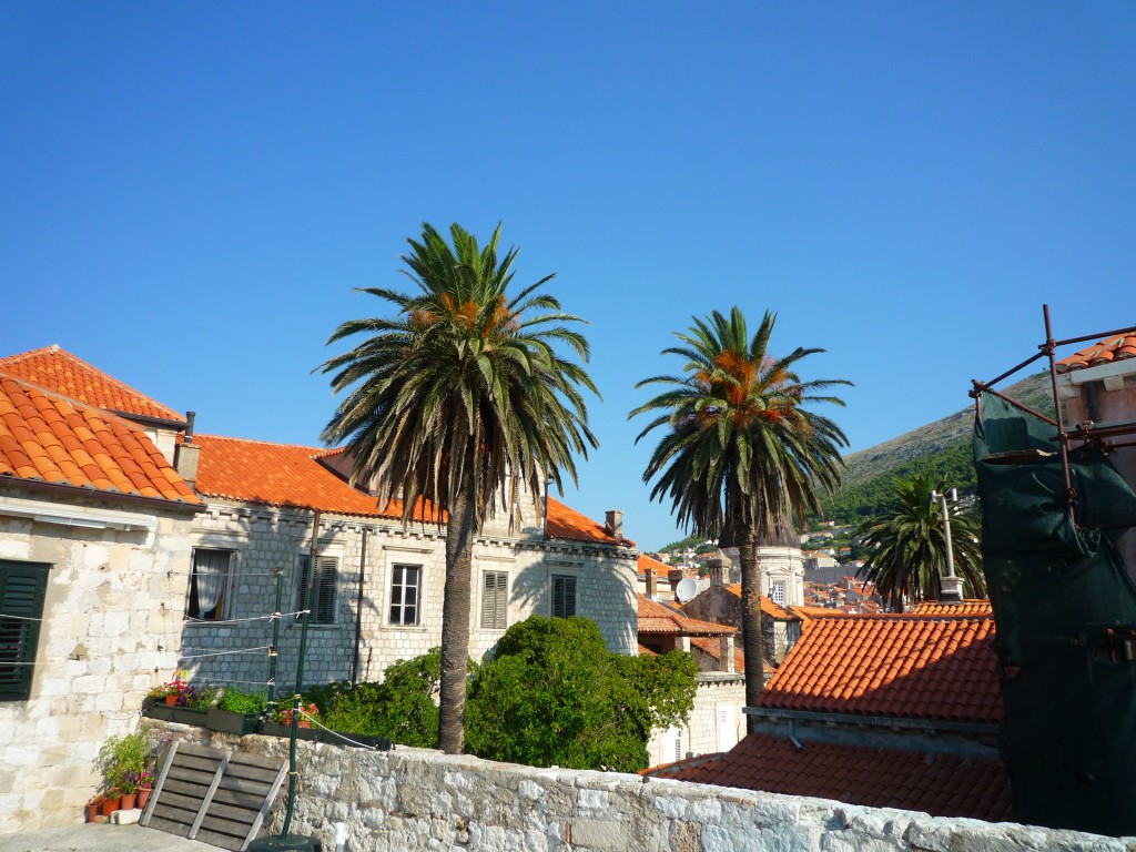 Palm trees in Dubrovnik