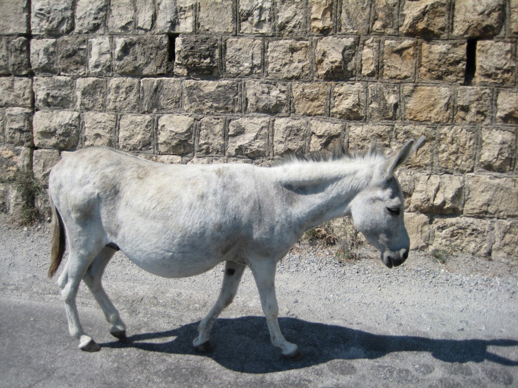 Donkey on the road