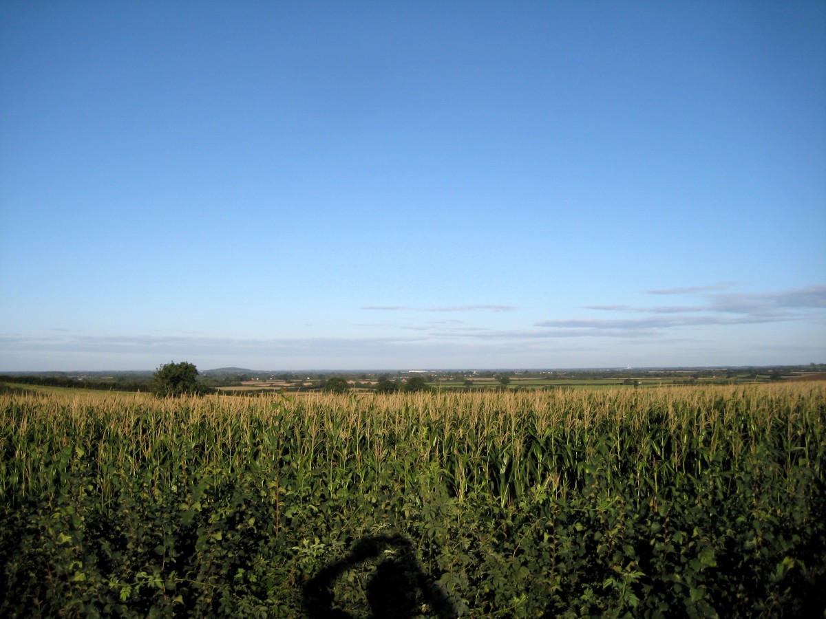 Crop of corn