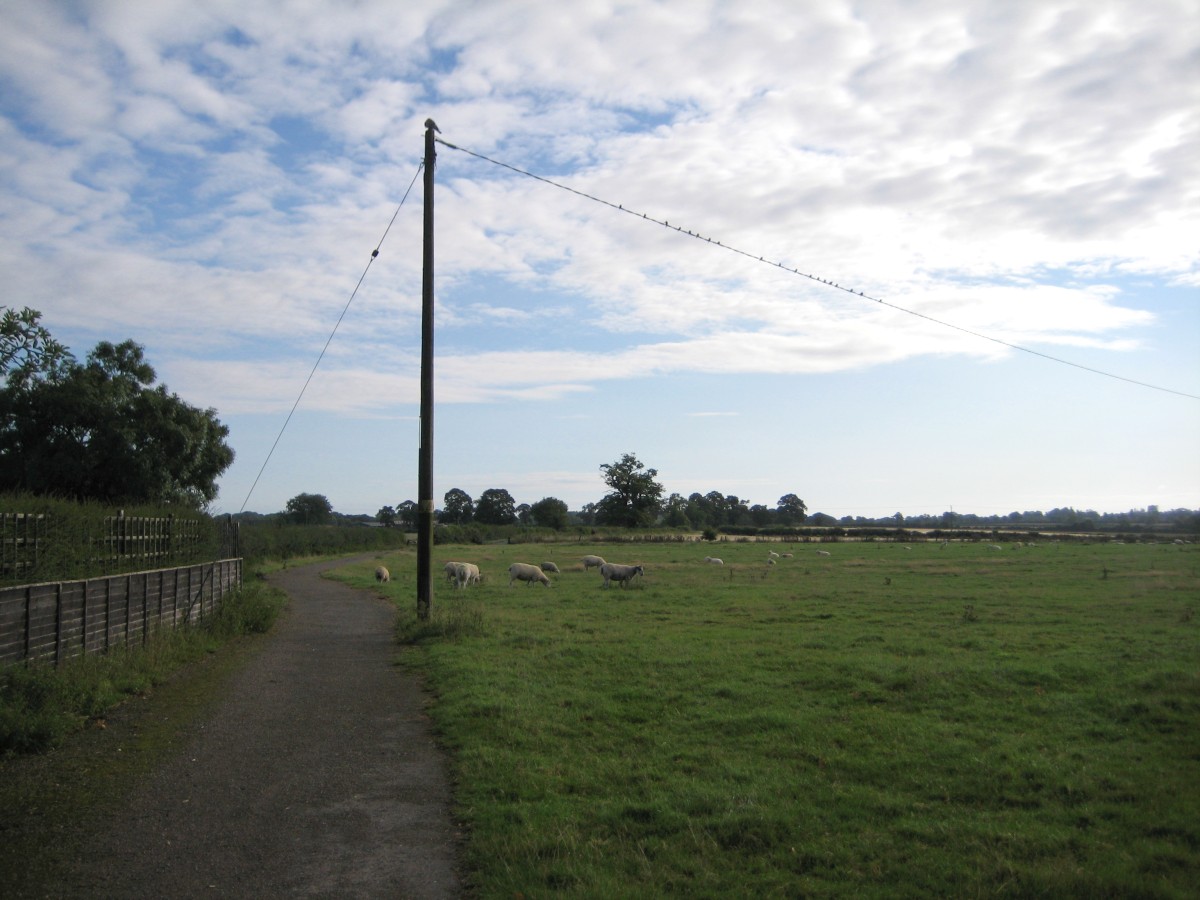 NCN Sheep Paddock