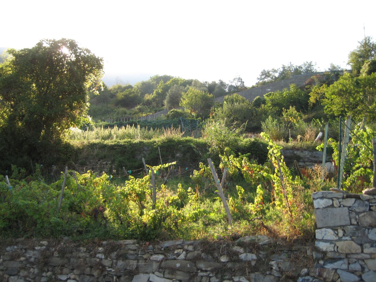 Terraced gardens